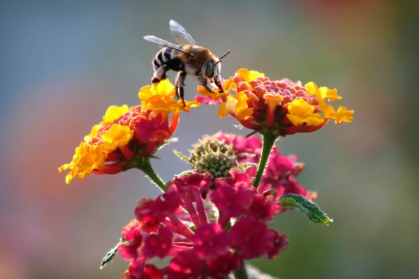 bedrijfsuitje | event inspiration | margarida-csilva-bD7t_WVjKyM-unsplash (1)