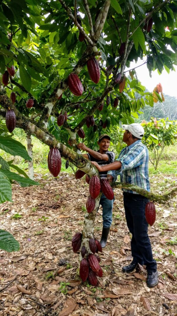 cacao - event inspiration - cacao bonen - 6