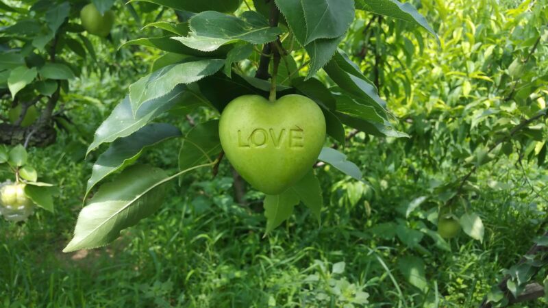 fruit vorm - op maat - event - inspiration - 8