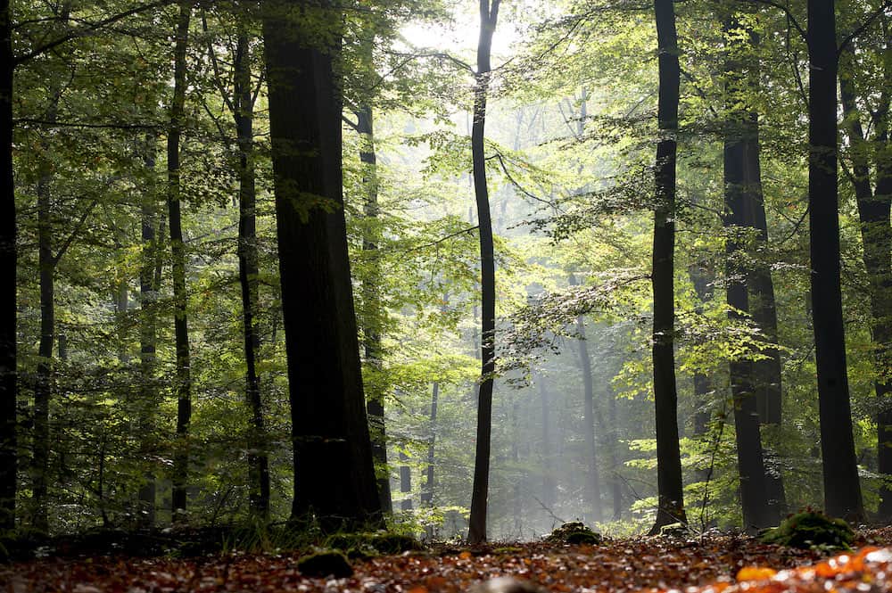 bos - friesland - wandeling - event