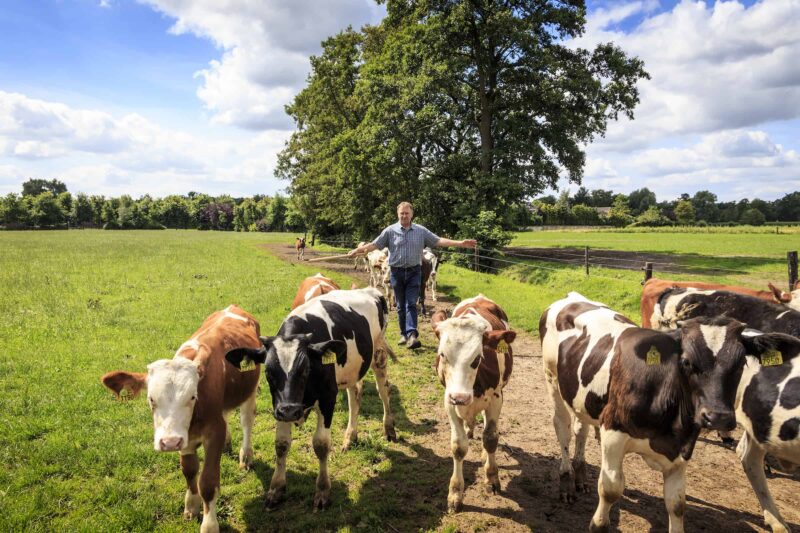 Netherlands, Wekerom. Eco Fields Farm