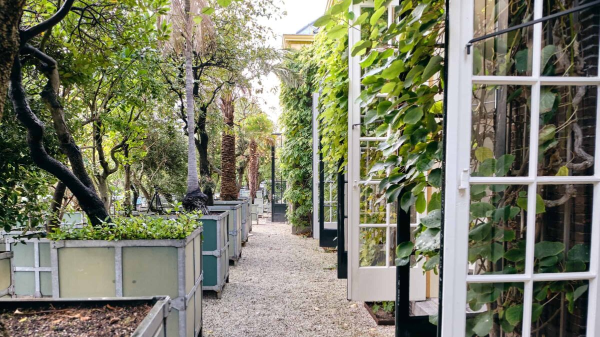Hortus botanicus Leiden - Grote bomen in de tuin bij openslaande deuren