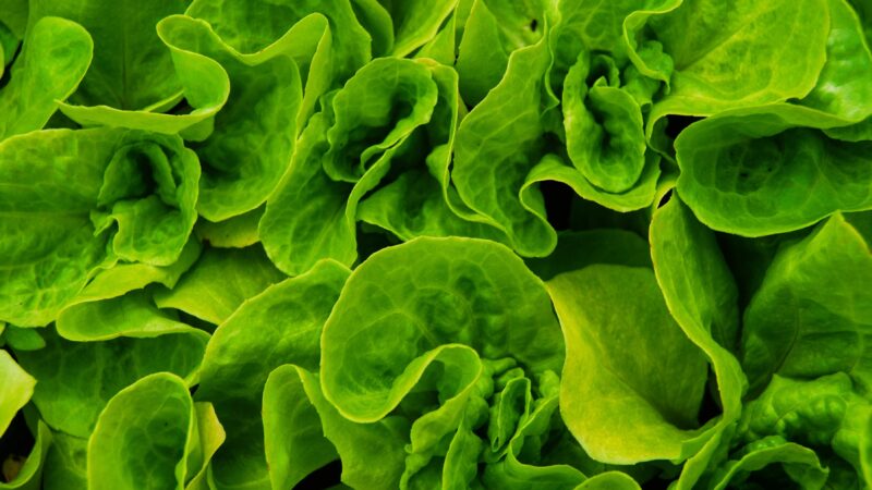 Blaadjes groene sla