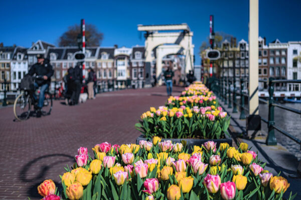 Tulp Festival Magere Brug- John Lewis Marshall
