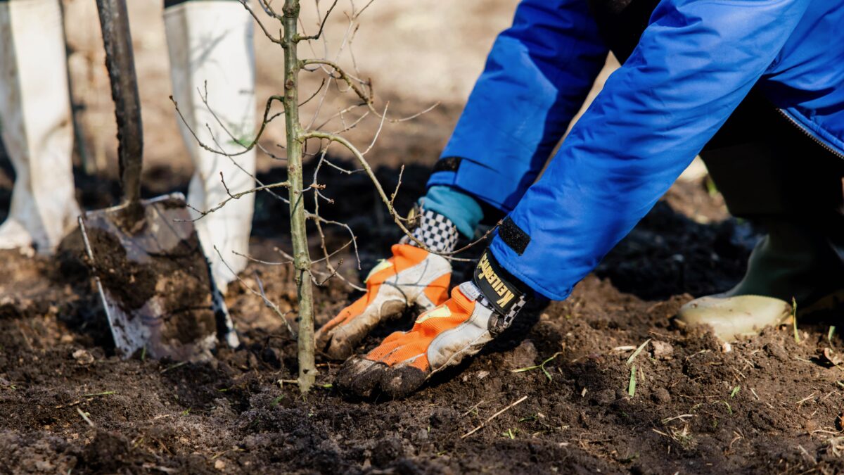 Bomen planten - Trees for All