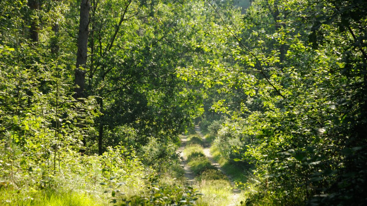 Nederlands bos - Trees for All