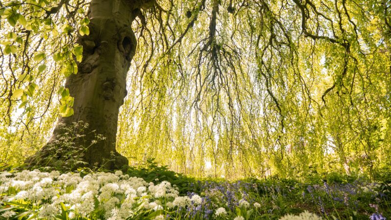 Hortus Botanicus Leiden Lente | ©Simone Both