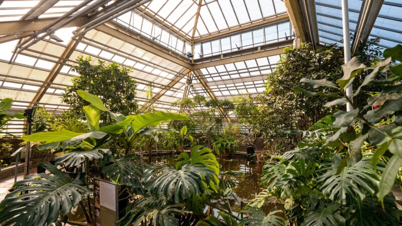 Hortus Botanicus kassen | ©Simone Both