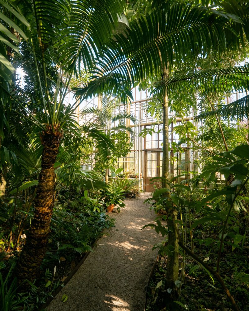 Hortus Botanicus kassen | ©Simone Both
