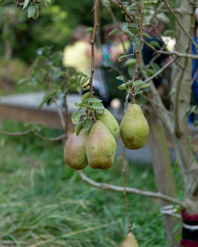 Buitenplaats Doornburgh - peren aan tak - Moestuin Maal_De Zusters