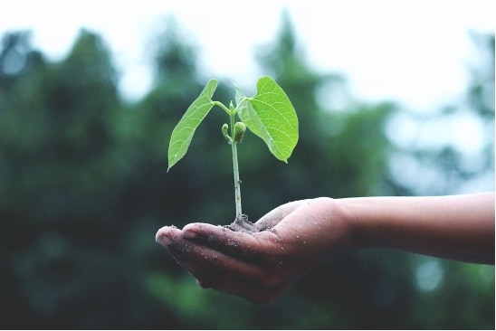 Duurzaamheid plantje op hand