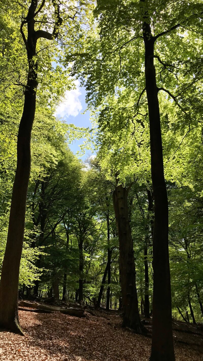 De Werelt Garderen-Veluwe Bos