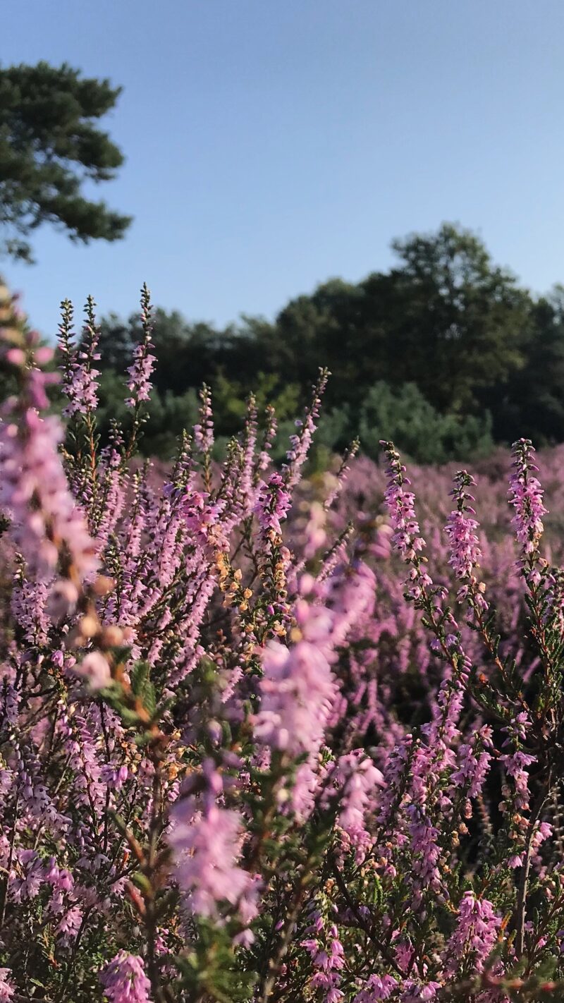 De Werelt Garderen-Veluwe Hei